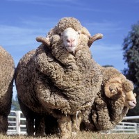 Small business owner stung with $15,000 fine for pulling the wool over his clients’ eyes